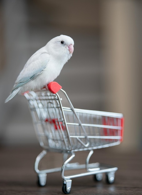 Tiny white parrot parakeet Forpus bird on little shopping cart