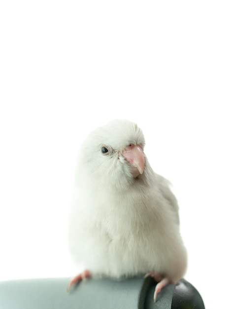 Photo tiny white parrot parakeet forpus bird white isolation background