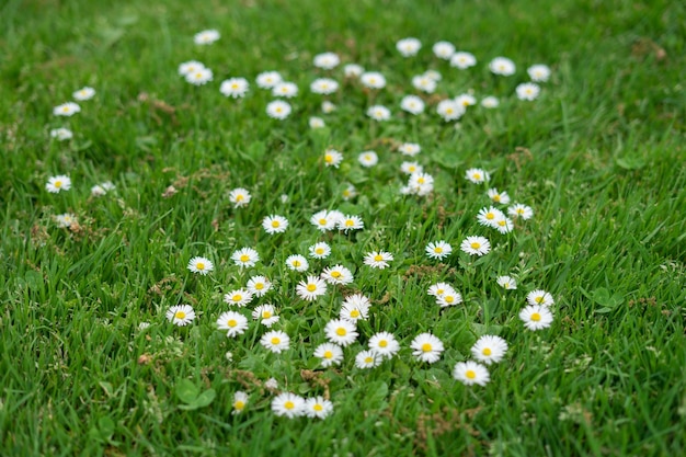 Photo tiny wild white flowers on the green grass with copy space