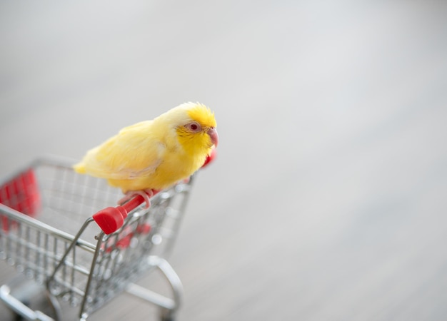 Tiny yellow parrot parakeet Forpus bird on little shopping cart