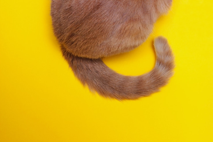 Photo the tip of a red cat's tail on a yellow background. part of a red cat, rear view