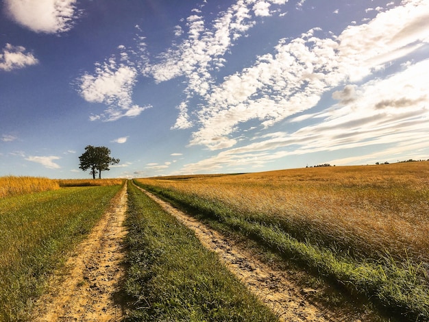 tire track on grassy field against sky
