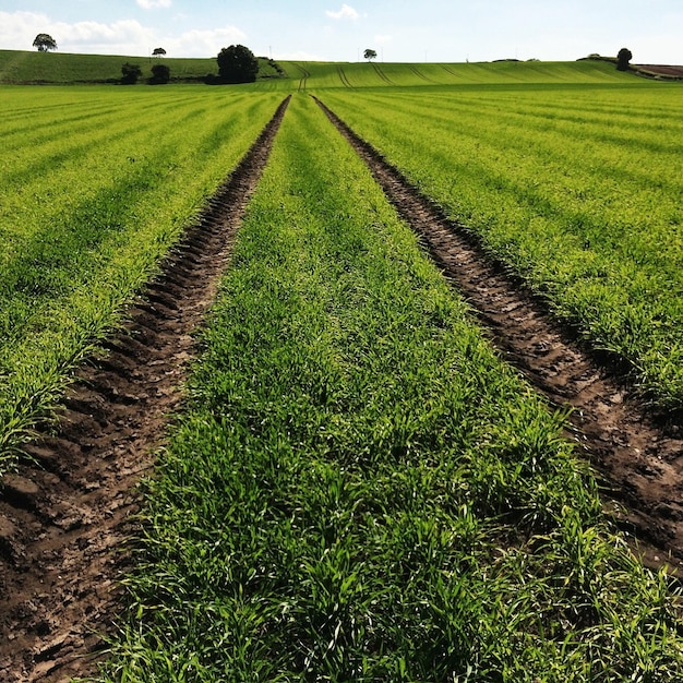 Photo tire tracks in field