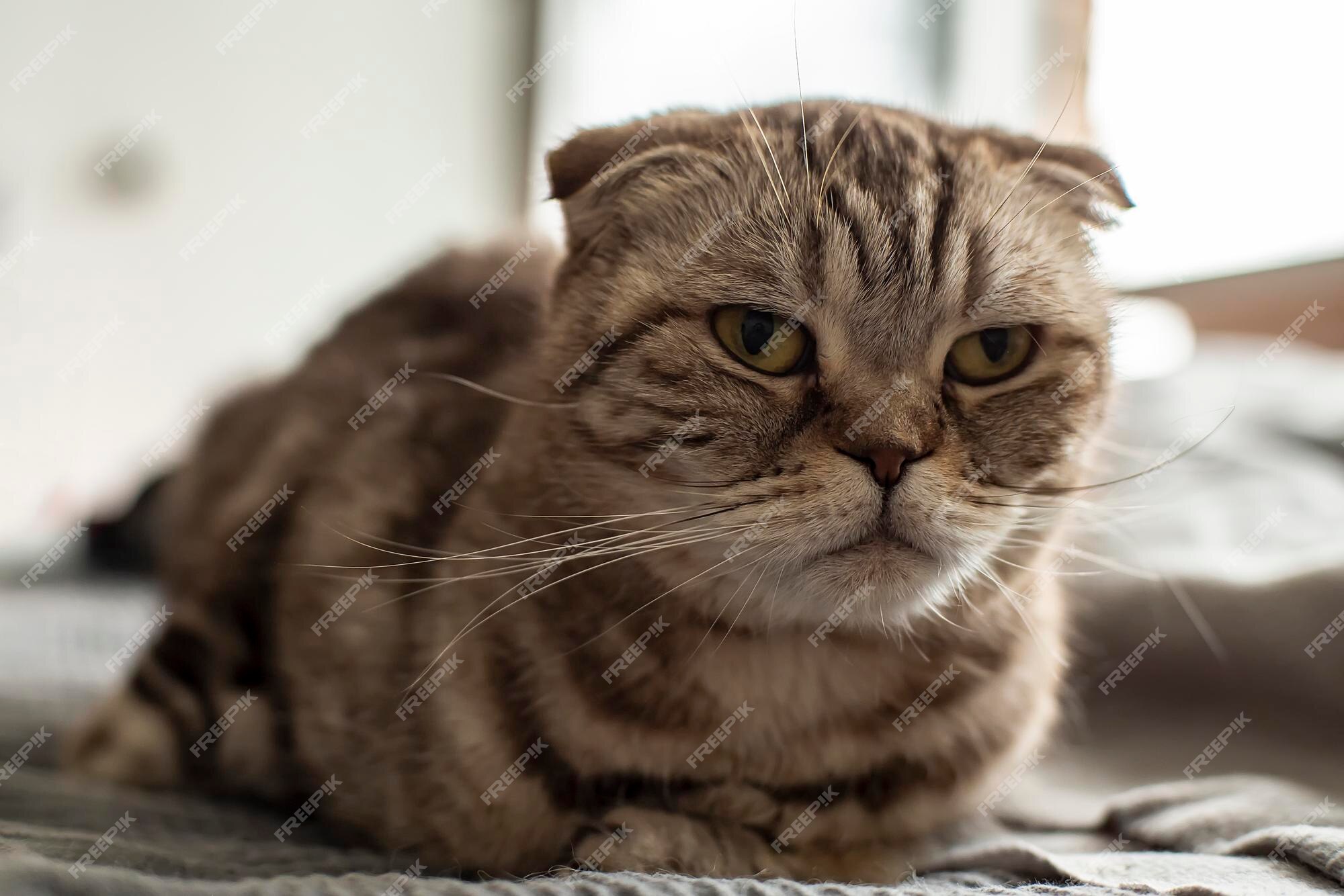 Grumpy face Scottish Fold cat! Cute photo of angry-faced kitten  La  Carmina Blog - Alternative Fashion, Goth Travel, Subcultures