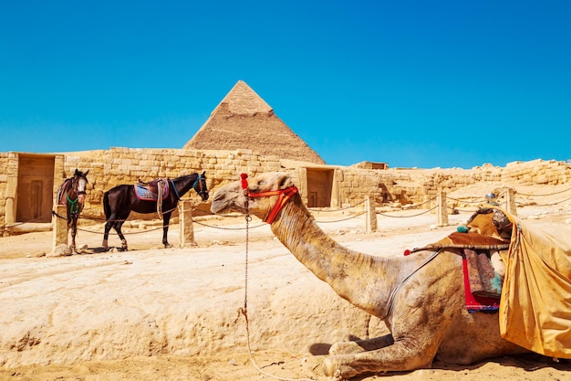 疲れたラクダと馬がギザで休んでいる エジプト 2023年10月16日