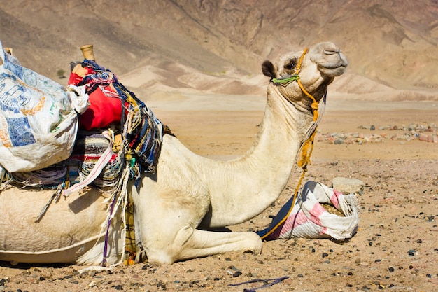 Cammello stanco che riposa nel deserto dell'egitto