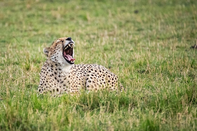 Tired Cheetah Lying Down Yawning