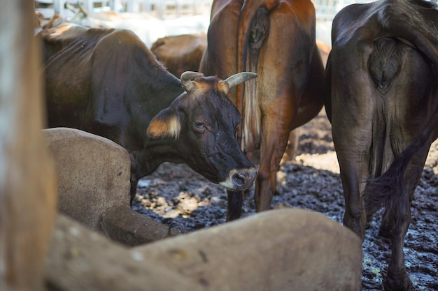 tired cow