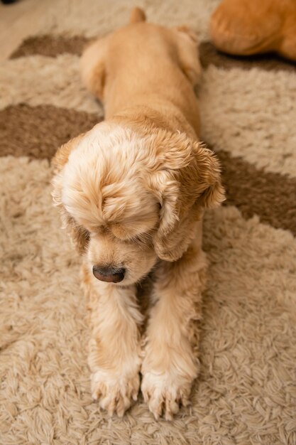 A tired dog is lying on the carpet with outstretched paws