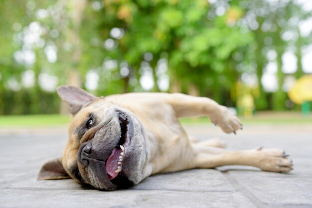 疲れた犬が床に横たわってカメラを見ている