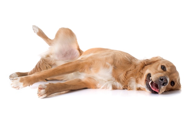 Photo tired golden retriever