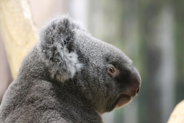 Foto koala stanco