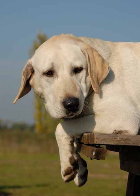 Tired labrador retriever