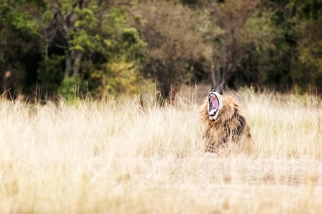Tired lion yawning in Grasslands