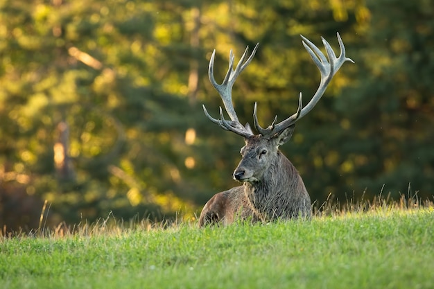 Tired red deer stag lying on meadow in summertime nature.