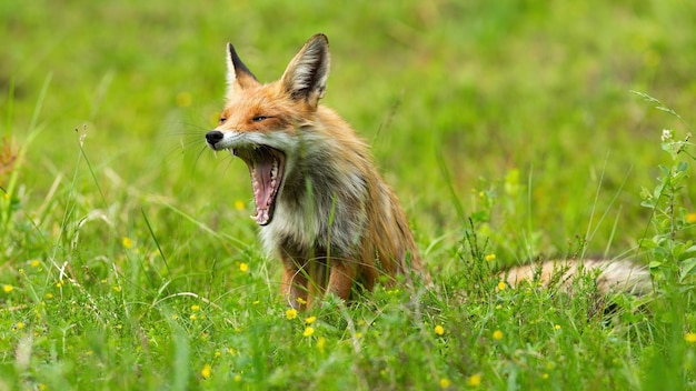 Tired red fox yawning on blooming meadow in summer