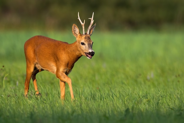 Tired roe deer buck breathing heavily with open mouth on a hot summer day