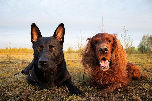 散歩中に牧草地の草の上に横たわっている疲れた羊飼いとアイリッシュセッター犬