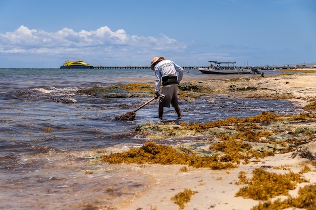 Tired worker collecting sargassum seaweed on the beach