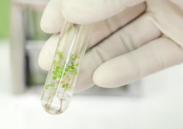 Tissue culture concept as analyzing plant in test tube