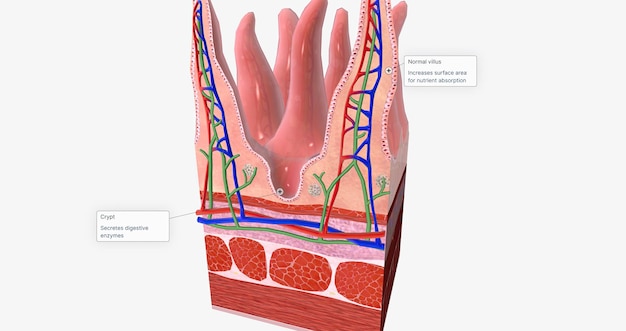 The tissue of the small intestine is responsible for absorbing nutrients from food during digestion