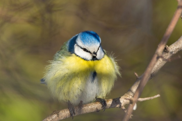 Tit bird on a branch