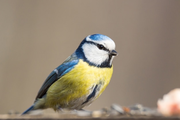 Photo tit bird on a branch