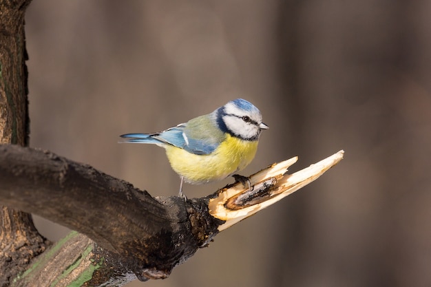 Tit on a branch