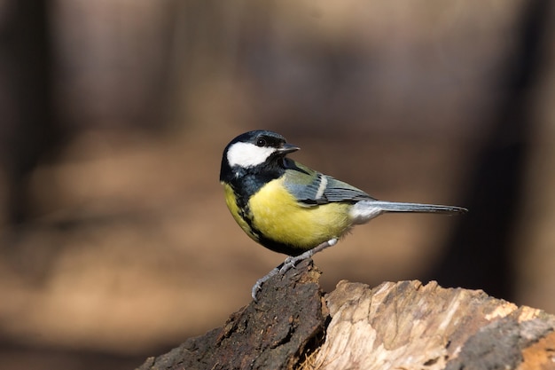 Tit on a branch