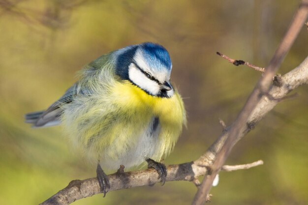 Photo tit on a branch