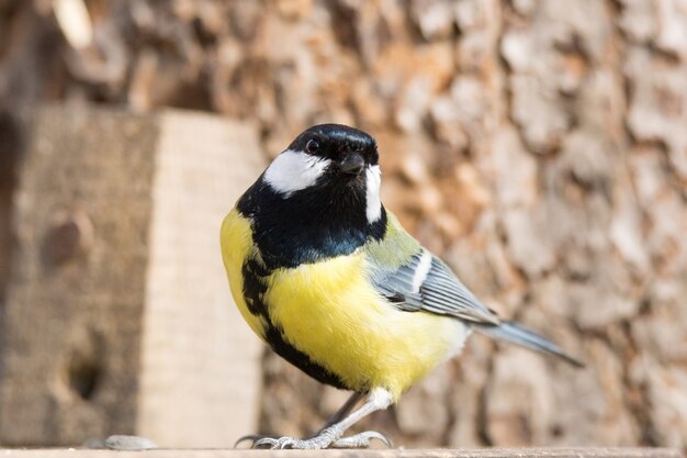 Tit on a branch