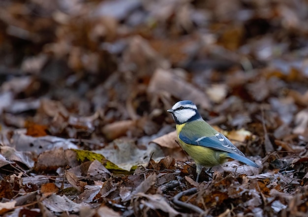 写真 森の中のオレンジ色の葉の背景にティット cyanistes caeruleus のクローズ アップ