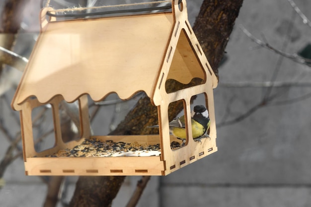 A tit eats food from a bird feeder Wooden bird house