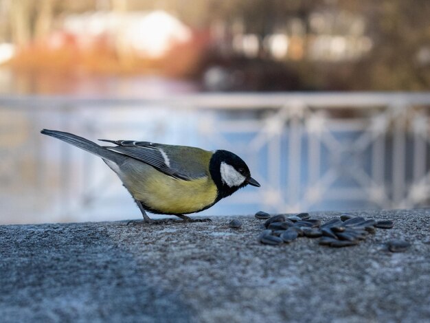 Photo the tit eats the seeds.