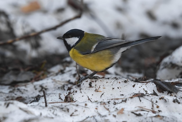 tit on the nature in the forest.