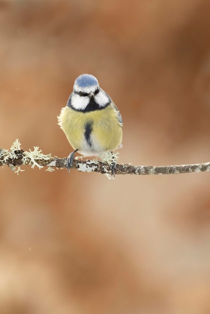 A tit sits on a branch with a brown background.