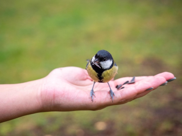 Photo the tit sits on the hand.