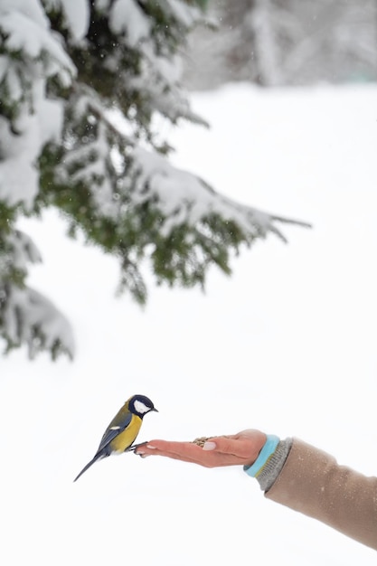 Tit that sits on the arm of a man holding seeds Feed birds in t