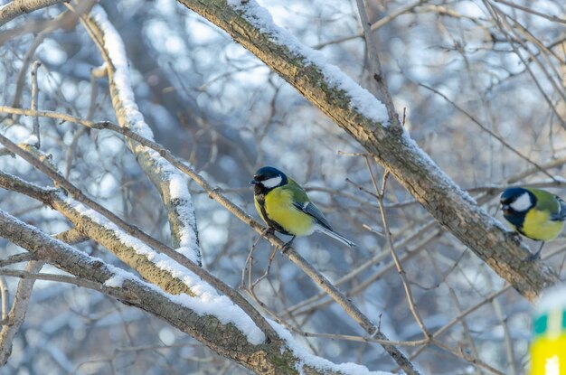 Tit on a tree branch in winter.