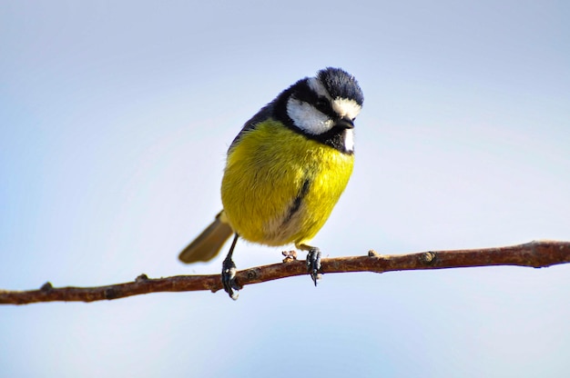 Tit on a tree branch