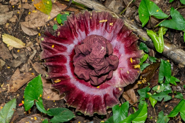 Titan Arum flowers that grow in the wild