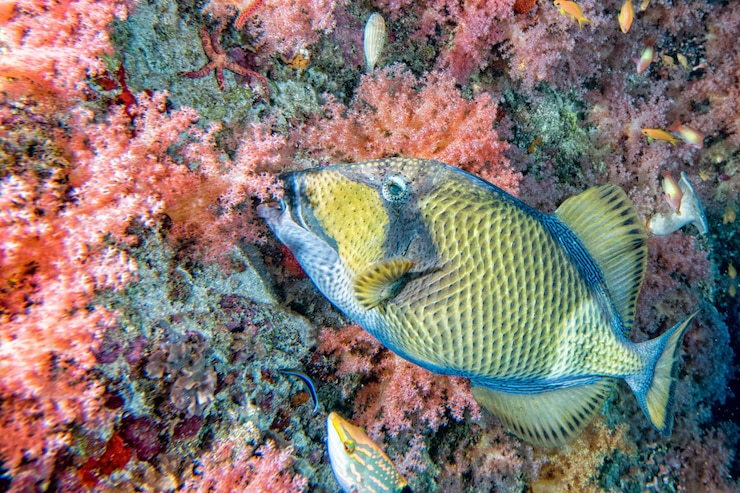 Photo titan trigger fish in maldives