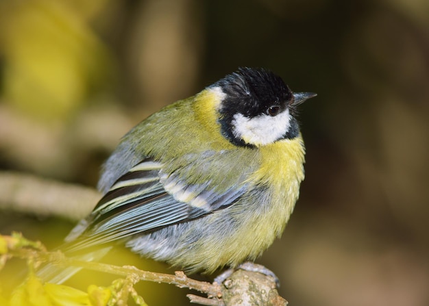 Titmouse on a branch after rain