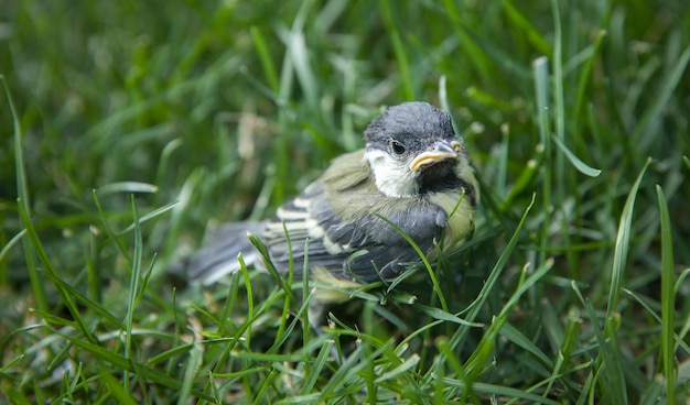 Photo titmouse chick on a green grass