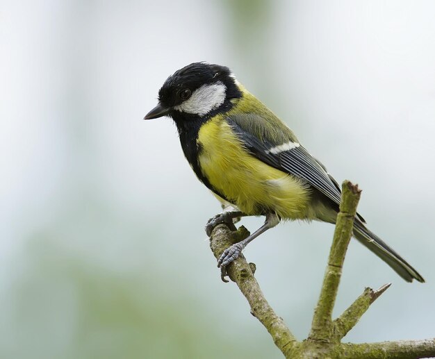 Foto titmouse die op een tak zit