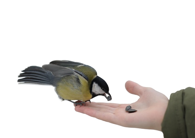 Titmouse on a hand