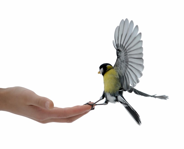 Titmouse on a hand