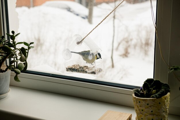 A titmouse has seeds in a transparent feeder, in winter. Bird care in winter