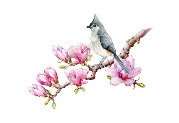 Titmouse on magnolia blooming branch Watercolor illustration Tender floral image with bird