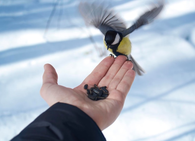 Titmouse on a palm with sunflower seeds